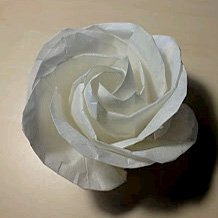 kawasaki rose