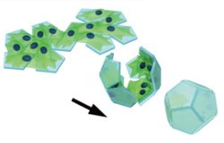 cell origami